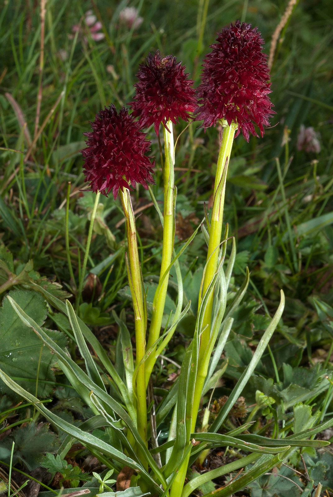 Photo Maurizio Broglio - Nigritella rhellicani